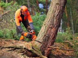 Reliable Clermont, IN Tree Removal Solutions