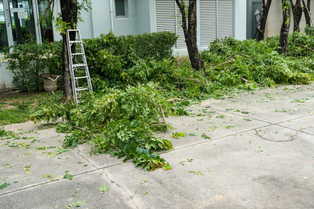 Best Root Management and Removal  in Clermont, IN