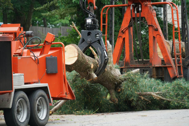 Best Leaf Removal  in Clermont, IN