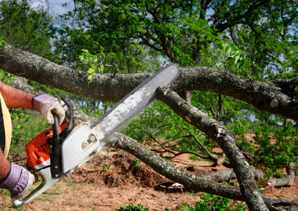 Best Tree Risk Assessment  in Clermont, IN